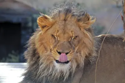 Safari d'une journée complète dans le Serengeti depuis Mwanza