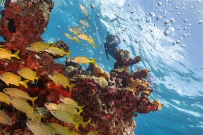 Snorkel em MUSA e recife Manchones: Dois pontos em um
