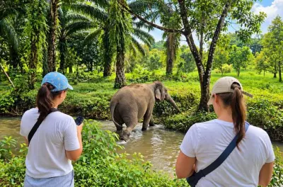Khao Lak Elephant Sanctuary tour: Small-group observation