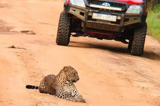 Private Yala Safari Tour from Colombo: Leopard Safari