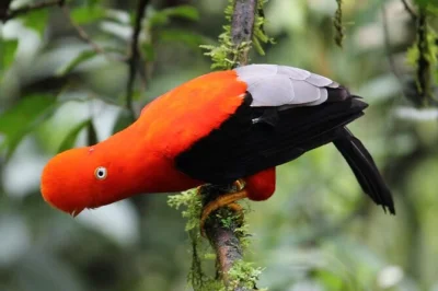 Manu nebelwald erleben, affen und papageien entdecken, auf dem madre de dios fluss treiben und mit einem lokalen biologen spannende geschichten teilen. inklusive abholung & Übernachtung im ecolodge.