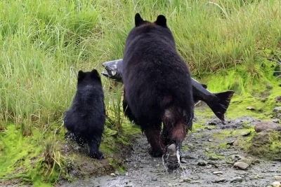 Explore ketchikan no seu ritmo com uma excursão privada para até 14 pessoas. veja totens, observe águias, aprenda com moradores locais e aproveite lanches com transporte incluso.