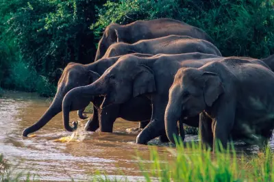 Safari nel parco nazionale di Wasgamuwa: Elefanti e rovine antiche