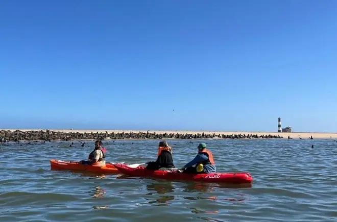Kayaking Walvis Bay: Seal Colony at Pelican Point