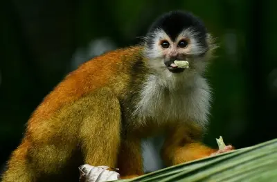 River and Mangrove Tour in Sierpe: Wildlife and Flora