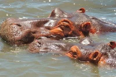 Half-day boat tour in isimangaliso wetland park. see hippos, crocodiles, and rare birds on lake st lucia. private transport from richards bay included.