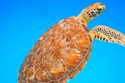 Swim with sea turtles, explore two st thomas snorkel sites, and relax with pirate punch on the way back. includes certified guide, equipment, snacks, and drinks.