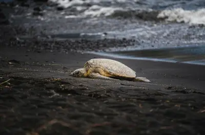 Tortuguero: Grüne Meeresschildkröten bei der Eiablage sehen