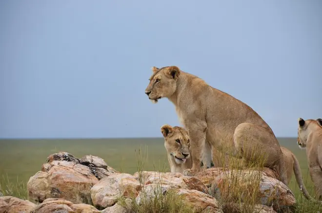 Safari en Tanzanie : Serengeti et Ngorongoro pour voir les Big Five