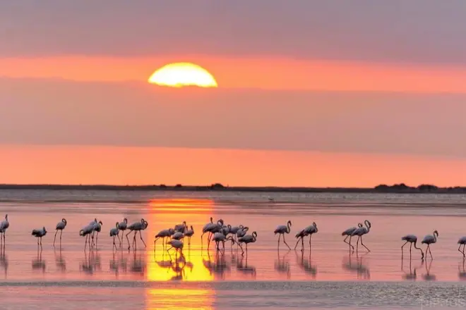 Sunset among flamingos in the Ebro Delta: 2.5-hour tour