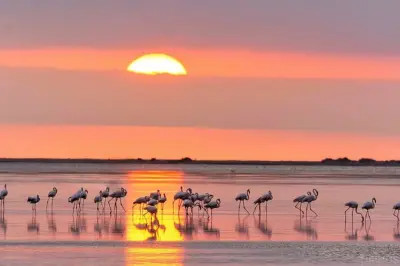 Sunset among flamingos in the Ebro Delta: 2.5-hour tour