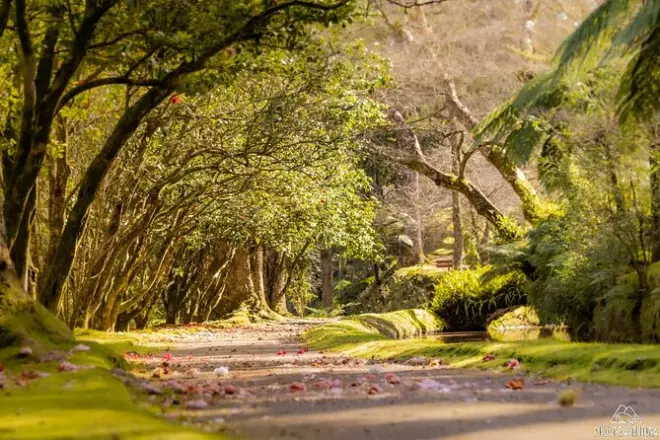 Furnas tour with hot springs, volcanic lunch & tea factory