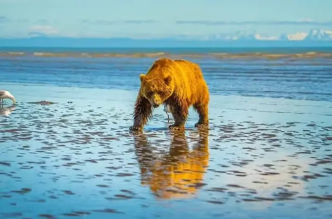 Bear Viewing Lake Clark National Park from Homer: 8-hour tour