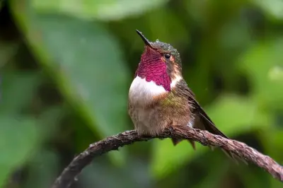 Private Birdwatching Tour Monteverde: Quetzal & Cloud Forest