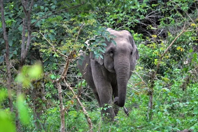 Kuiburi National Park Elephant & Animal Watching Tour