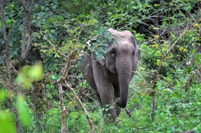 Kuiburi National Park Elephant & Animal Watching Tour