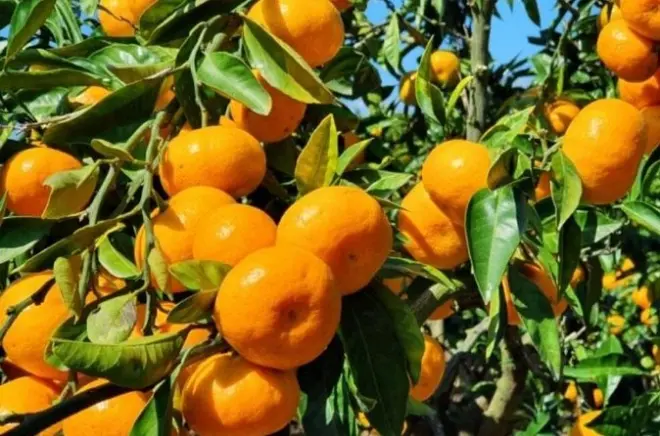 Récolte de mandarines à Jeju et camélias en fleurs : Visite privée