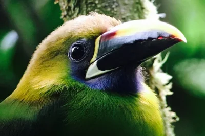 Join a small group birding tour in monteverde cloud forest. spot rare birds with a local guide, enjoy early morning wildlife, and explore lush trails.