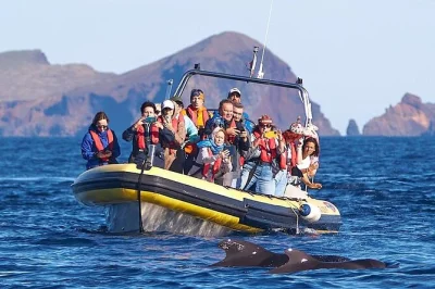 Feel the ocean breeze on a madeira whale & dolphin watching tour, spot rare species, swim near volcanic cliffs, and enjoy easy booking with all fees included.