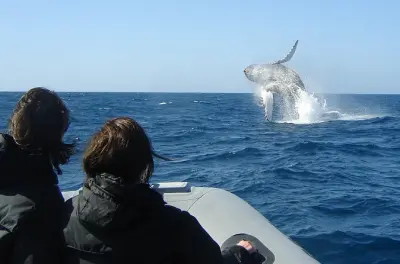 Avvistamento balene e delfini a San Diego: Safari in barca piccola