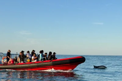 Disfruta de un paseo en rib por torquay, avista focas y delfines, explora calas salvajes y reservas de aves. incluye chaleco salvavidas y guía local.