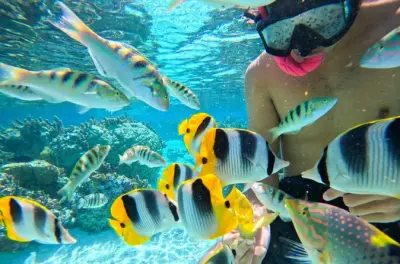 Snorkel em Taha'a: Fazenda de baunilha e jardim de corais