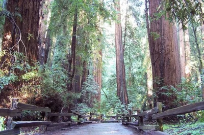 Breathe in the redwood scent at muir woods, cross the golden gate bridge, and wander sausalito’s boardwalk. includes entrance ticket and local guide.