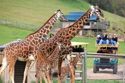Safari West 3 heures : Girafes, rhinocéros et lémuriens