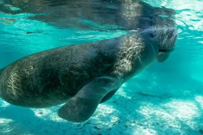 Erkunde estero bays mangroven-tunnel im kajak, entdecke delfine und manatis und entspanne an einem ruhigen muschelstrand. inklusive ausrüstung und lokalem guide.