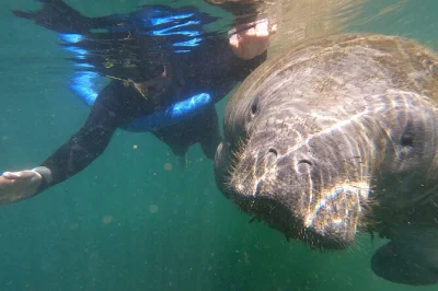 Nada con manatíes en crystal river, florida, en un tour en grupo pequeño. haz snorkel cerca de estos gentiles gigantes, disfruta un paseo en barco calefactado y escucha historias locales con todo el