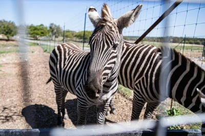 Feed kangaroos, spot zebras & sip texas wines on a fredericksburg safari tour. ride the zebra tram with a local guide, includes 4 wine tastings & sanctuary access.