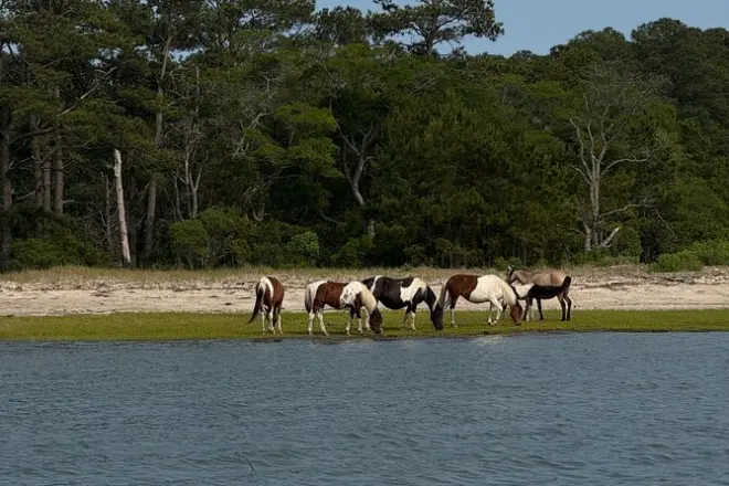 Excursion en bateau à Chincoteague : Poneys sauvages et dauphins