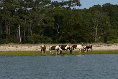 Tour in barca a Chincoteague: Cavalli selvaggi e delfini