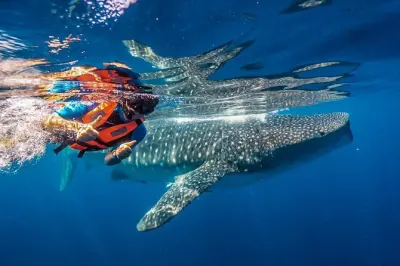 Isla Mujeres: Snorkeling e due immersioni con gli squali balena