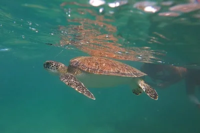 Swim with turtles and colorful fish on a small-group san juan snorkeling tour. includes all gear, certified guide, bottled water, and free underwater video keepsake.