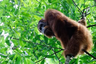 7-tägige Nord-Sumatra Tour: Orang-Utans, Vulkane & Lake Toba