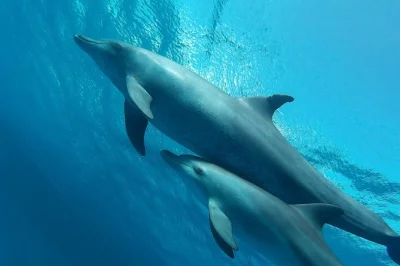 Hurghada e mar rosso: crociera in yacht con snorkeling tra barriere coralline, massaggio rilassante, sport acquatici e pranzo bbq a base di pesce fresco. attrezzatura inclusa.