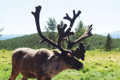 Fauna e sorgenti termali a Whitehorse: Mezza giornata guidata