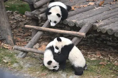 Chengdu Panda Base Tour: Early Arrival, English Guide, Pickup