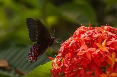 Step inside puerto vallarta’s butterfly sanctuary for a guided tour, hands-on butterfly release, and stories from passionate locals. includes entry & all fees.