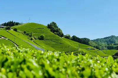 Uji & Wazuka Matcha Tour: Private Guide, Farm Visit & Tasting