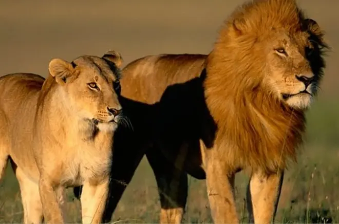 3-Day Kruger Safari from Johannesburg: Big Five & Open 4x4