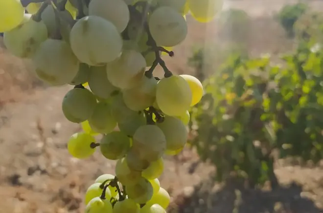 Naxos Farm Experience: Make Traditional Cheese with Giannis