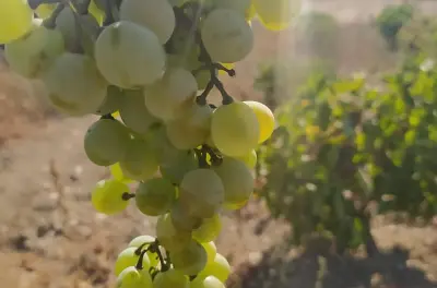 Naxos Farm Experience: Make Traditional Cheese with Giannis