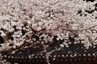 Ost-Jeju Kirschblüten-Tour: Königliche Blüten & Frauen-Taucher-Show