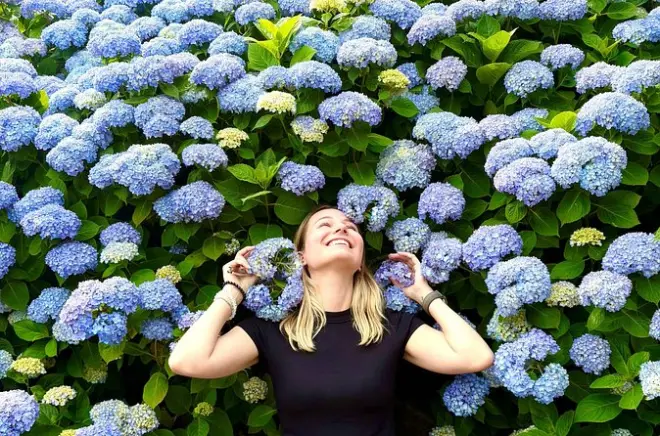 Hydrangeas de Jeju et mont Halla : Petit groupe avec billets inclus