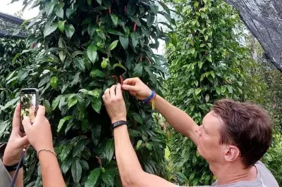 Kampot countryside tour: Bokor Mountain, pepper farm & caves