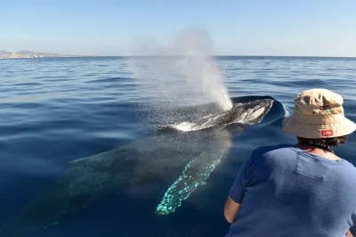 Sinta a brisa do mar em los cabos com um passeio em grupo pequeno para observação de baleias, tripulação feminina, parada para fotos no arco e fotos digitais grátis.