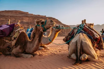 Share a sunset camel ride in agafay desert, feast on moroccan dinner under the stars, and enjoy a live fire show. includes marrakech pickup and berber camp experience.