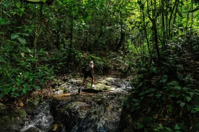 Wake up in drake bay for a wild corcovado hike—cross rivers, swim at a hidden waterfall, and share lunch deep in the jungle. includes pickup & entry fees.